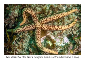 Pale Mosaic Sea Star