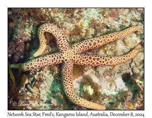 Network Sea Star