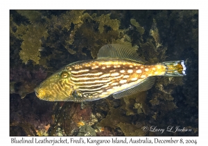 Bluelined Leatherjacket