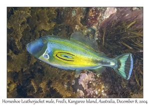 Horseshoe Leatherjacket male