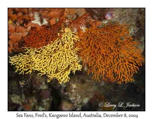 Sea Fans