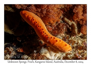 Unknown Sponge
