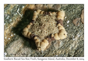 Southern Biscuit Sea Star