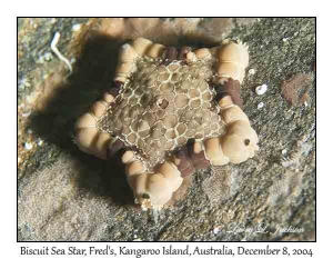 Biscuit Sea Star
