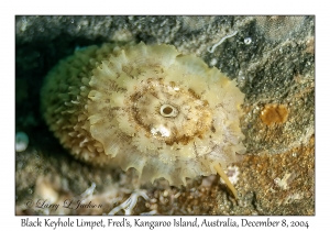Black Keyhole Limpet