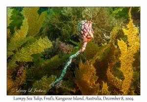 Lumpy Sea Tulip