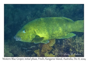 Western Blue Groper