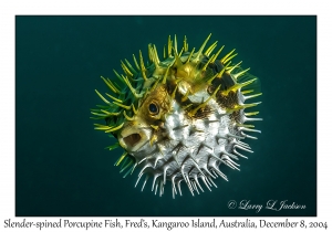 Slender-spined Porcupine Fish
