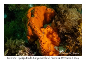 Unknown Sponge