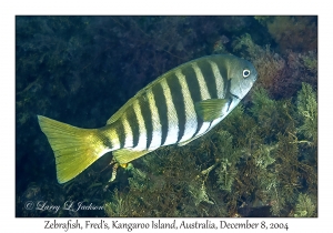 Zebrafish
