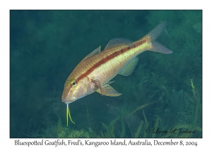 Bluespotted Goatfish