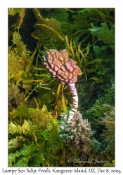 Lumpy Sea Tulip
