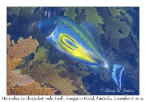 Horseshoe Leatherjacket male