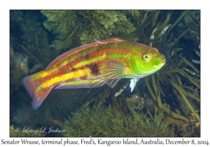 Senator Wrasse