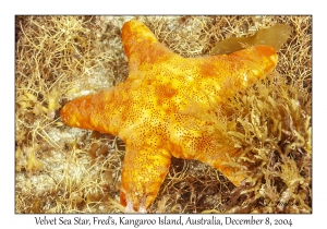 Velvet Sea Star