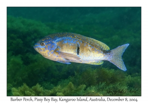 Barber Perch