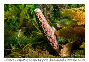 Unknown Sponge