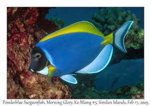 Powderblue Surgeonfish