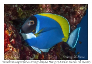 Powderblue Surgeonfish