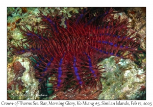 Crown-of-Thorns Sea Star