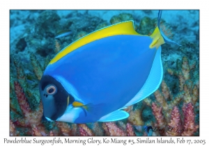 Powderblue Surgeonfish