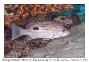 Blackspot Snapper