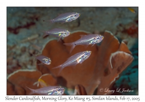 Slender Cardinalfish