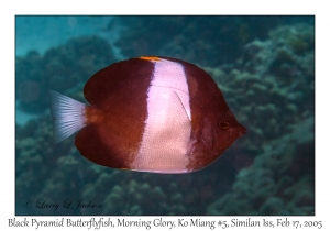 Black Pyramid Butterflyfish