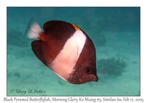 Black Pyramid Butterflyfish