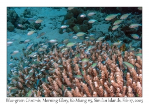 Blue-green Chromis