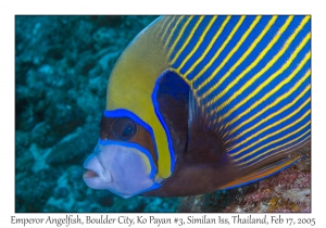 Emperor Angelfish