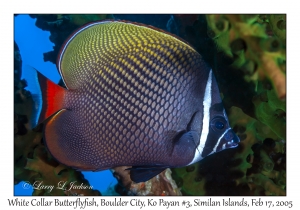 White Collar Butterflyfish