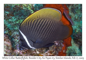 White Collar Butterflyfish