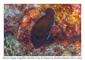 Brown Pygmy Angelfish