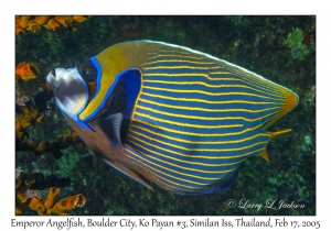 Emperor Angelfish