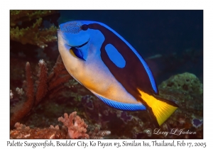 Palette Surgeonfish