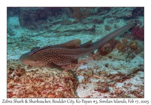 Zebra Shark & Sharksucker