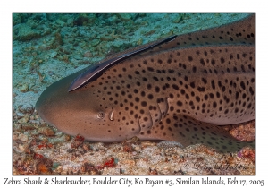 Zebra Shark & Sharksucker