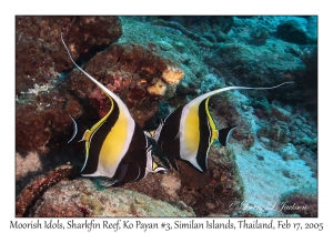 Moorish Idol