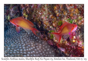 Scalefin Anthias males