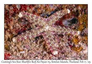 Cuming's Sea Star