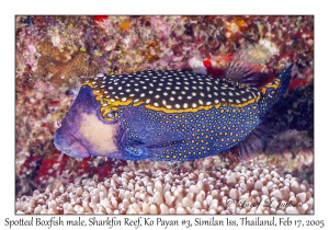 Spotted Boxfish male