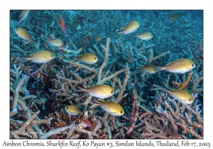 Ambon Chromis