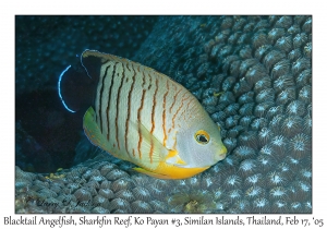 Blacktail Angelfish