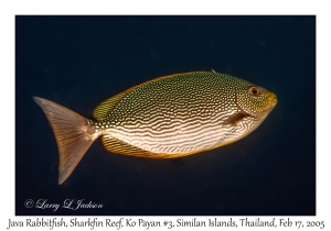 Java Rabbitfish