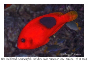 Red Saddleback Anemonefish