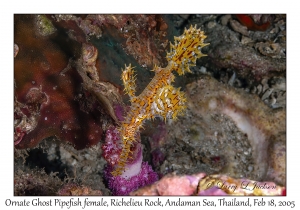 Ornate Ghost Pipefish female