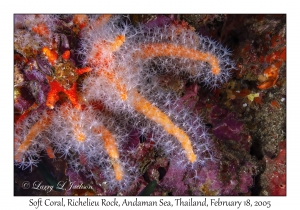 Soft Coral