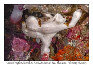 Giant Frogfish