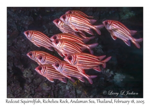 Redcoat Squirrelfish